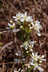 Campomanesia adamantium