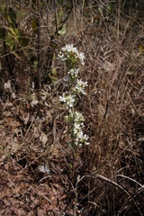 Campomanesia adamantium
