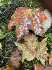 Acer