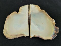Pteria colymbus
