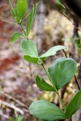 Fridericia platyphylla