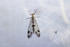 Dendroleon obsoletus