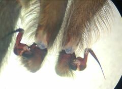 Phlogiellus longipalpus