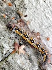 Acronicta tridens