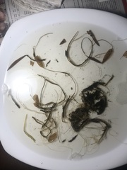 Potamogeton gramineus