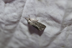 Acronicta lithospila