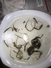 Potamogeton gramineus