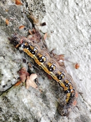 Acronicta tridens