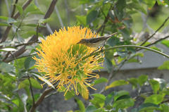Setophaga tigrina