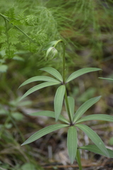 Lilium martagon pilosiusculum
