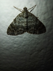 Hammaptera parinotata