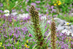 Campanula thyrsoides