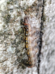 Acronicta tridens