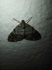 Hammaptera parinotata