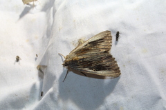 Catocala herodias gerhardi