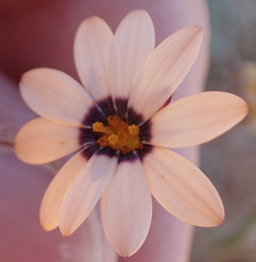 Dimorphotheca pinnata