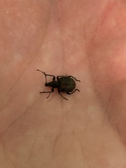 Otiorhynchus armadillo