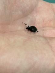 Otiorhynchus armadillo