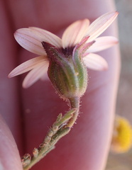Dimorphotheca pinnata