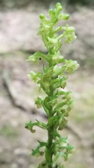 Platanthera flava flava