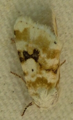 Schinia nundina