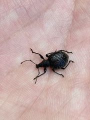 Otiorhynchus armadillo