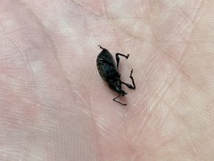 Otiorhynchus armadillo