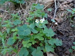 Oxalis