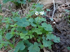 Oxalis