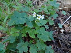 Oxalis