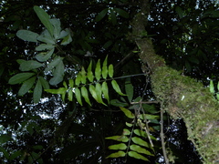 Asplenium juglandifolium