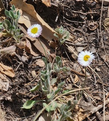 Erigeron modestus