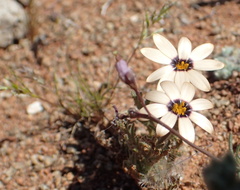 Dimorphotheca pinnata