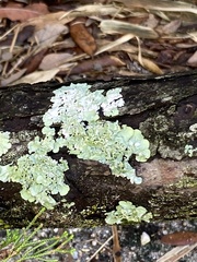 Parmotrema hypotropum