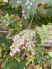 Acer