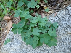 Oxalis
