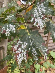 Acer