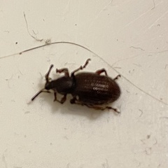 Otiorhynchus cribricollis