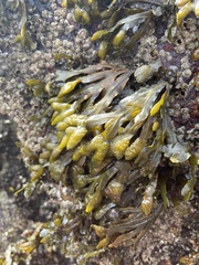 Fucus distichus