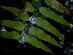 Asplenium juglandifolium