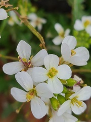 Diplotaxis erucoides