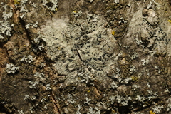 Lecidella elaeochroma
