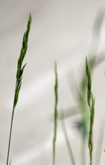 Festuca rubra