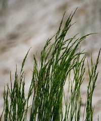 Festuca rubra