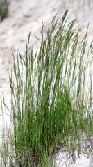 Festuca rubra