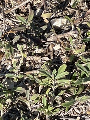 Aculeata