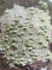 Pertusaria leioplaca
