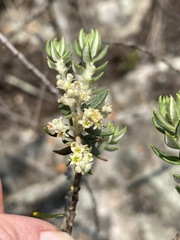 Phylica paniculata image