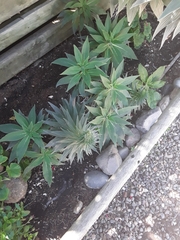 Echium candicans