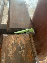 Mantodea